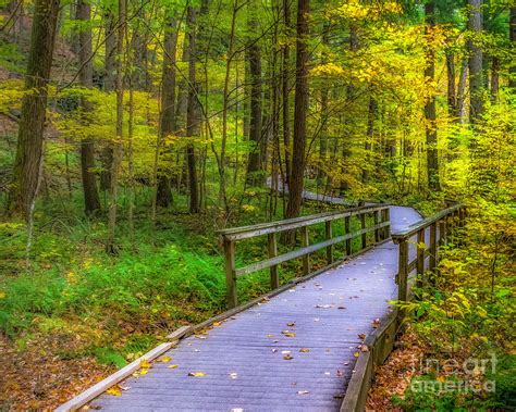 Autumn Woodland Trail Photograph by Nick Zelinsky