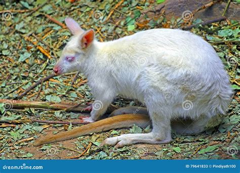 White Baby Albino Wallaby Stock Photos - Royalty Free Pictures