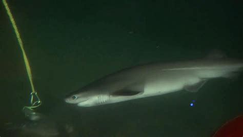 Rare juvenile sixgill shark sighting off Vancouver is good news for ...