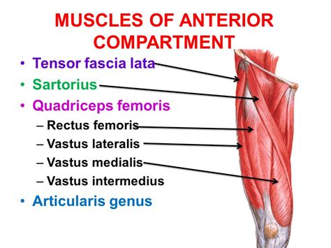 Thigh Muscles : Attachment, Nerve Supply & Action - Anatomy Info