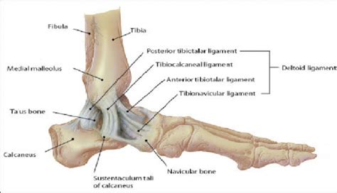 Stress tests for Ankle ligaments - Physiopedia