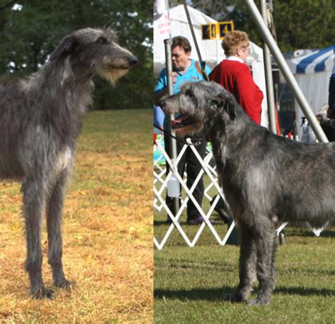 Irish Wolfhound And Great Dane Comparison