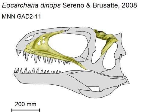 Eocarcharia | Fossil Wiki | Fandom