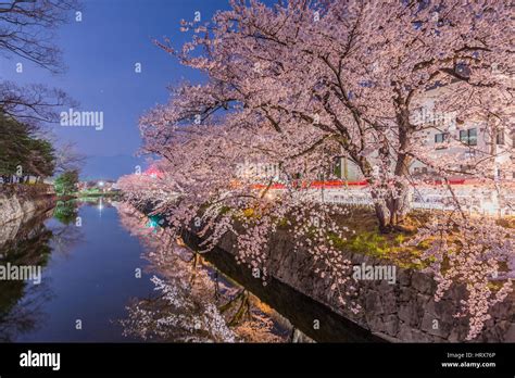 Cherry Blossoms at night in Matsumoto,Japan Stock Photo - Alamy