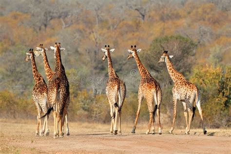 Giraffe herd stock photo. Image of conservation, neck - 39050806