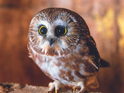 Wildlife Photography is This Alberta Woman's Passion | Our Canada