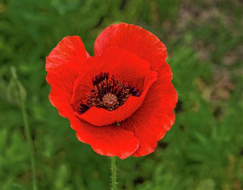 Single Red Poppy Photograph by David Werner - Fine Art America