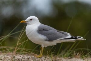 30 Types of Seagulls: A Fascinating Look at Their Diversity