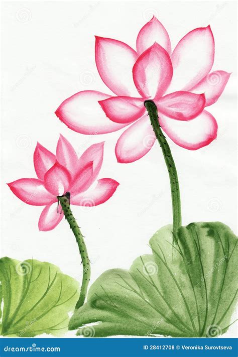 Watercolor Painting Of Pink Lotus Flower Royalty Free Stock Photos ...