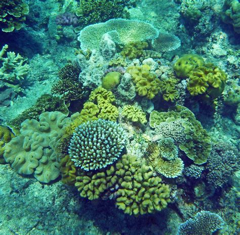 Snorkeling Hastings Reef (a section of the Great Barrier Reef) | Travel ...