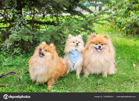 Three red dogs sitting on green grass under spruce in park — Stock Photo © agatalina #334608454