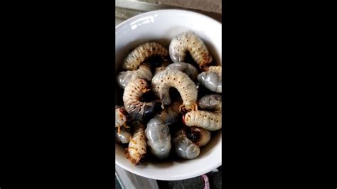 Eating Tree Grubs/Coconut Worms In The Philippines - First Time! - YouTube