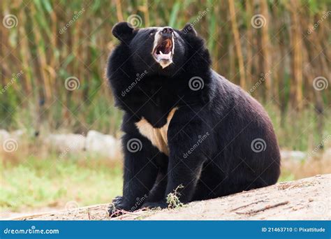 Asian Black Bear Roaring Stock Photo - Image: 21463710