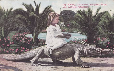Alligator Joy Riding- 1900s Antique Postcard- California Alligator Farm- Los Angeles, CA- Van ...