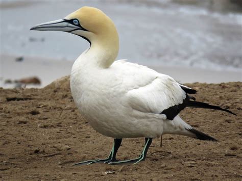 Cape Gannet - eBird