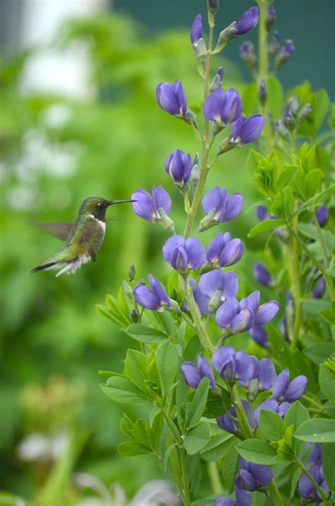 Baptisia australis Blue Wild Indigo | Prairie Moon Nursery