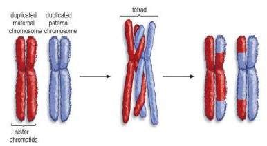 The Meiotic Crossing over; the process behind our uniqueness ~ Biology Exams 4 U