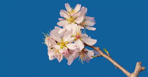 Almond Flowers Bloom in Time Lapse on a Blue Background. Macro Timelapse Video of Spring Tree ...