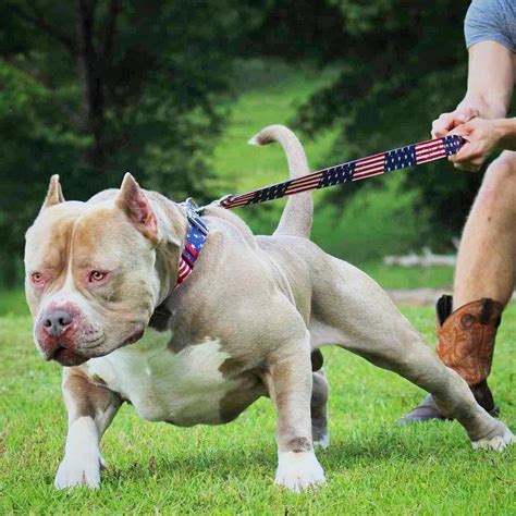 The Top XL American Bully Breeders in the World Right Now | World Online News Reports