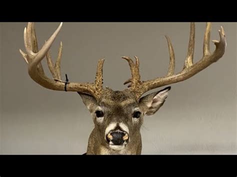 Ideas for How to Learn Taxidermy - YouTube