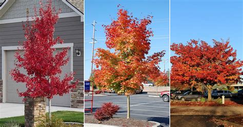 Pacific Sunset Maple Tree Growing Guide | Balcony Garden Web