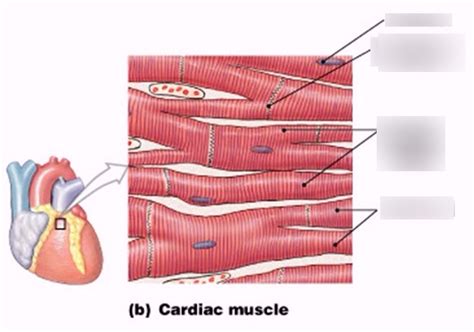 Cardiac Muscle Diagram | Quizlet