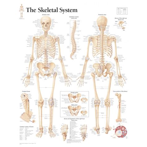 Human Skeletal System Diagram - coordstudenti