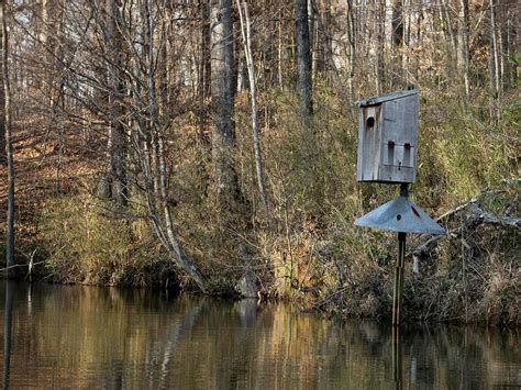 Wood Duck Nesting (Behavior, Eggs, Location + FAQs) | Birdfact