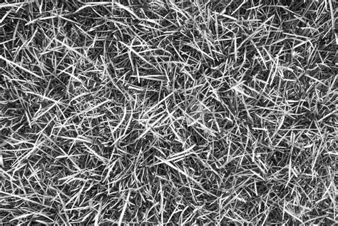 Black and White Grass Background Texture Stock Image - Image of fresh, design: 174547125