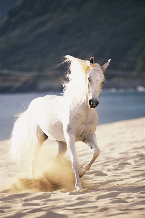 White Horse on the Beach Wall Mural | Wallsauce US