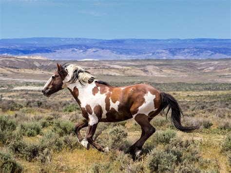 Meet One of the Country's Most Famous Wild Horses - 5280