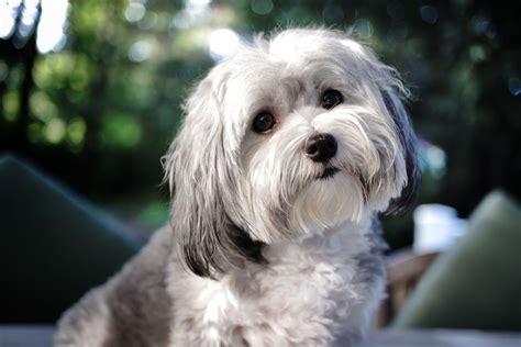 Havanese Puppies, Baby Puppies, Cute Puppies, Maltipoo, Havanese Haircuts, Dog Haircuts, Pet ...