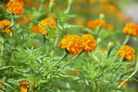 Marigold flower garden, marigold flower farming 8924977 Stock Photo at ...