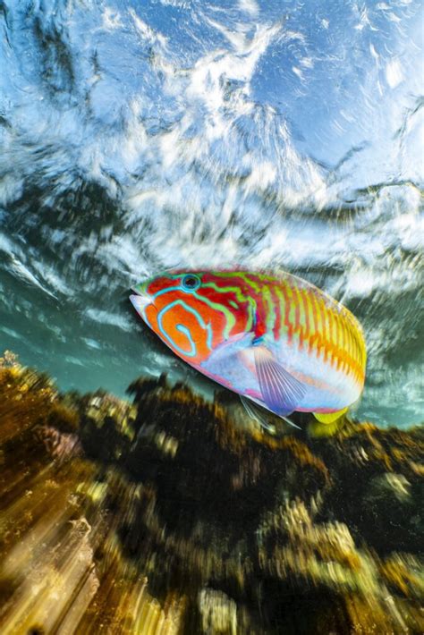 The Underwater Photographer Of The Year Contest Announced Their Winners ...