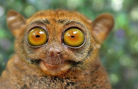 Tarsier: Extremely shy animals that live in South Asia, this primate has hard-to-miss eyes that ...