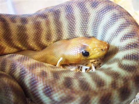 Woma Python Care And Breeding - Reptiles Magazine