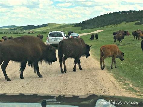 Two Amazing Drives to Take at Custer State Park, South Dakota - Simplify, Live, Love