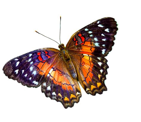 Purple Butterfly, Transparent Image, Art Transparent PNG