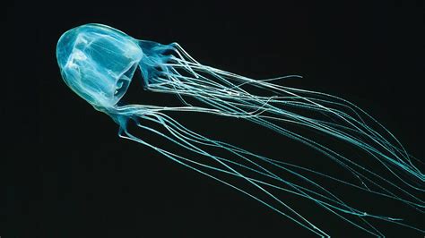 A Box Jellyfish, one of the most dangerous ocean animals in the world. It is incredibly venomous ...