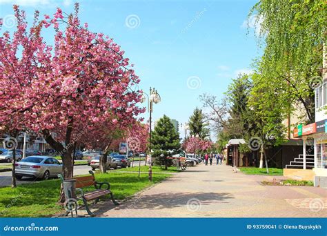 Sakura Blossom in Uzhgorod, Ukraine Editorial Photo - Image of delicate, blossom: 93759041