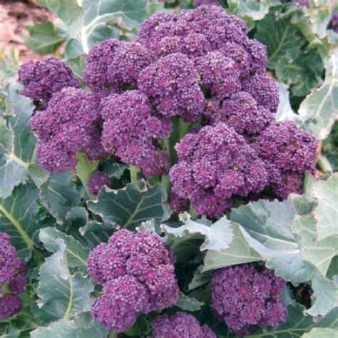 Broccoli Sprouting Early Purple Seeds - Irish Plants Direct