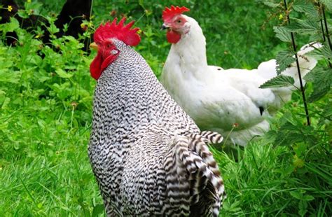 Dominique Rooster Vs Hen: Who Reigns Supreme in the Chicken Coop?