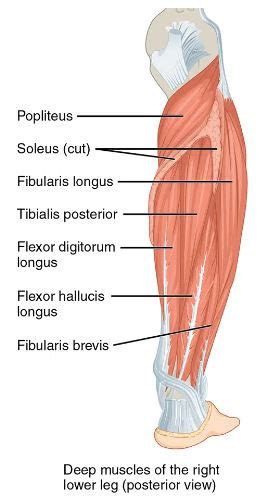 Anatomi Otot Kaki Manusia Bagian Anterior, Posterior, dan Lateral ...