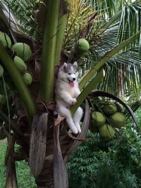 coconut dog | Cute animals, Cute dogs, Animals