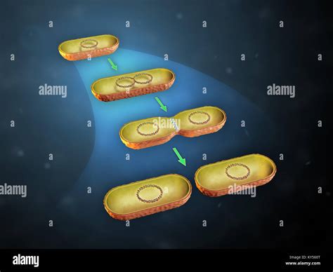 Binary Fission High Resolution Stock Photography and Images - Alamy