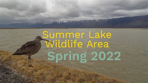 Summer Lake Wildlife Area Spring 2022 - YouTube