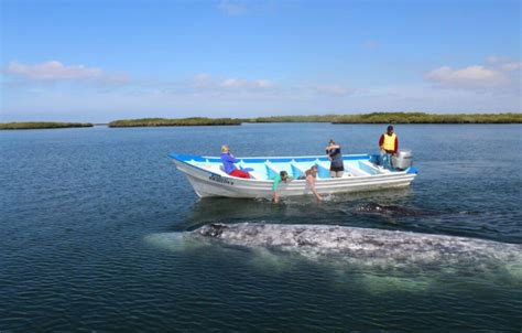 Magdalena Bay Whale Watching | Explora Baja