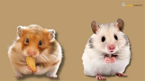 Funny Hamster Names [300+ Hilarious Naming Ideas]