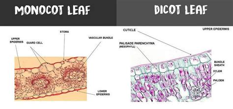 Difference Between Monocot and Dicot Leaf