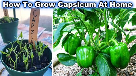 Easiest & Fastest way to grow Bell Pepper/Capsicum (शिमलामिर्च) from Fresh Seeds at Home - YouTube